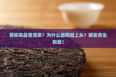 等你来品普洱茶