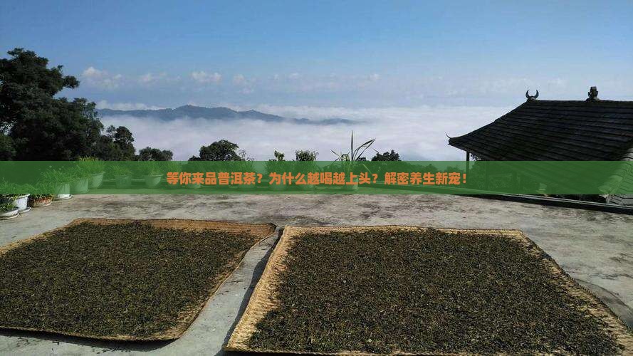 等你来品普洱茶