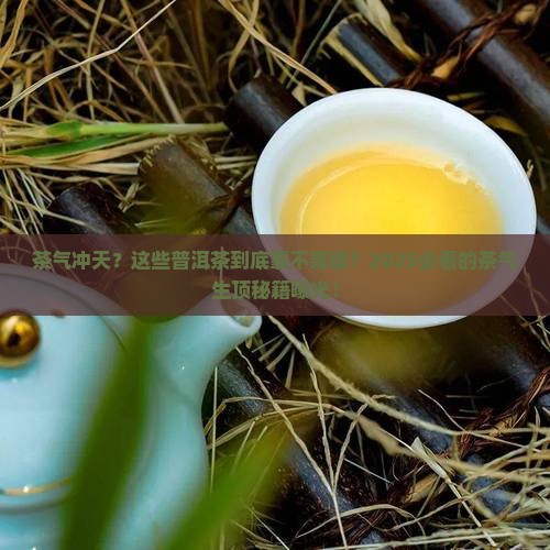 茶气生顶的普洱茶有哪些