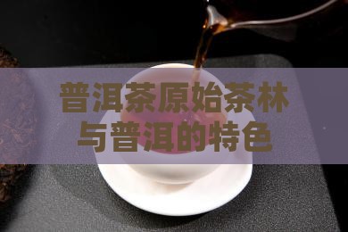 普洱茶原始茶林有哪些特点