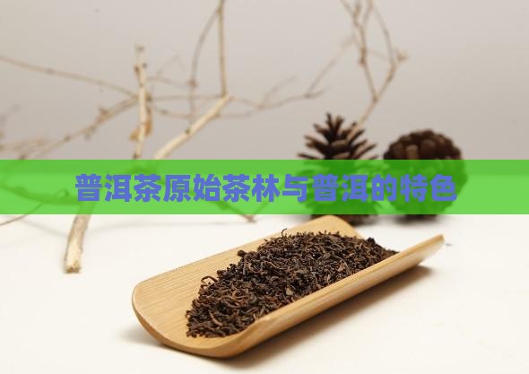 普洱茶原始茶林有哪些特点