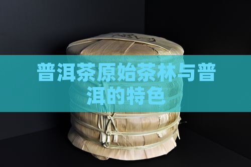 普洱茶原始茶林有哪些特点