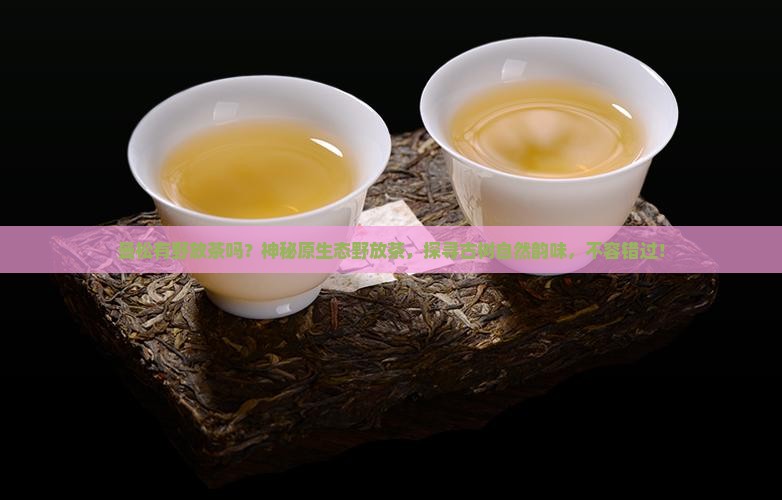 曼松有野放茶吗