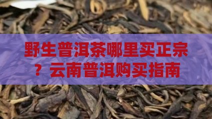 野生普洱茶在哪里买到好