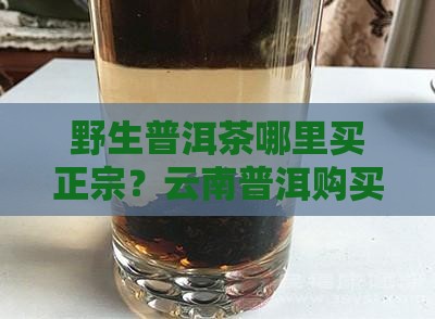 野生普洱茶在哪里买到好