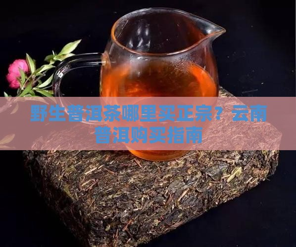 野生普洱茶在哪里买到好