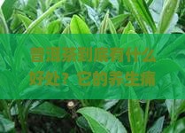 普洱茶的基本属性