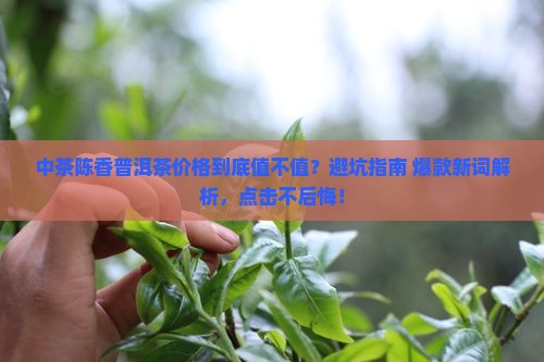 中茶陈香普洱茶价格