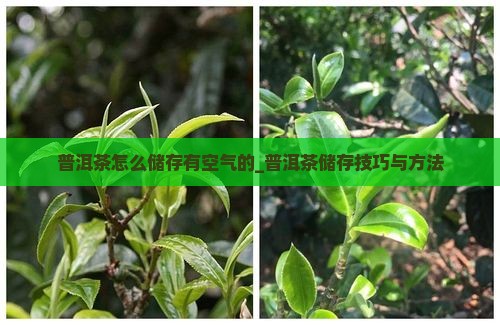 普洱茶怎么储存有空气的