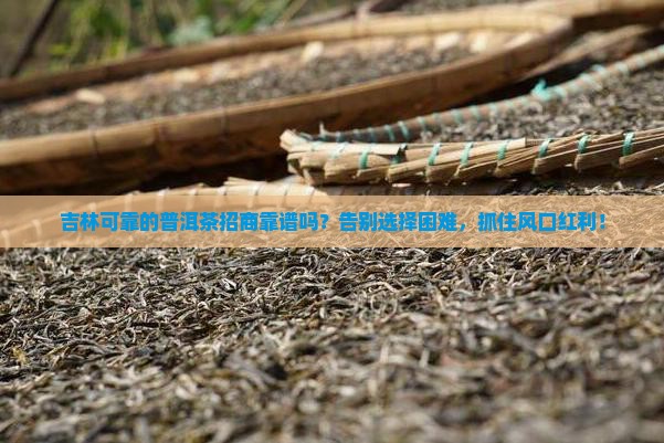 吉林可靠的普洱茶招商