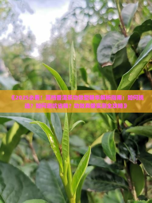 高档普洱茶功效型精华