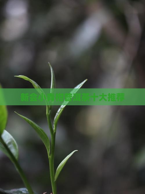 新会小青柑十大品牌普洱茶