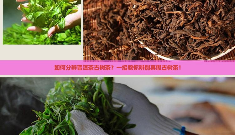 如何分辨普洱茶古树茶