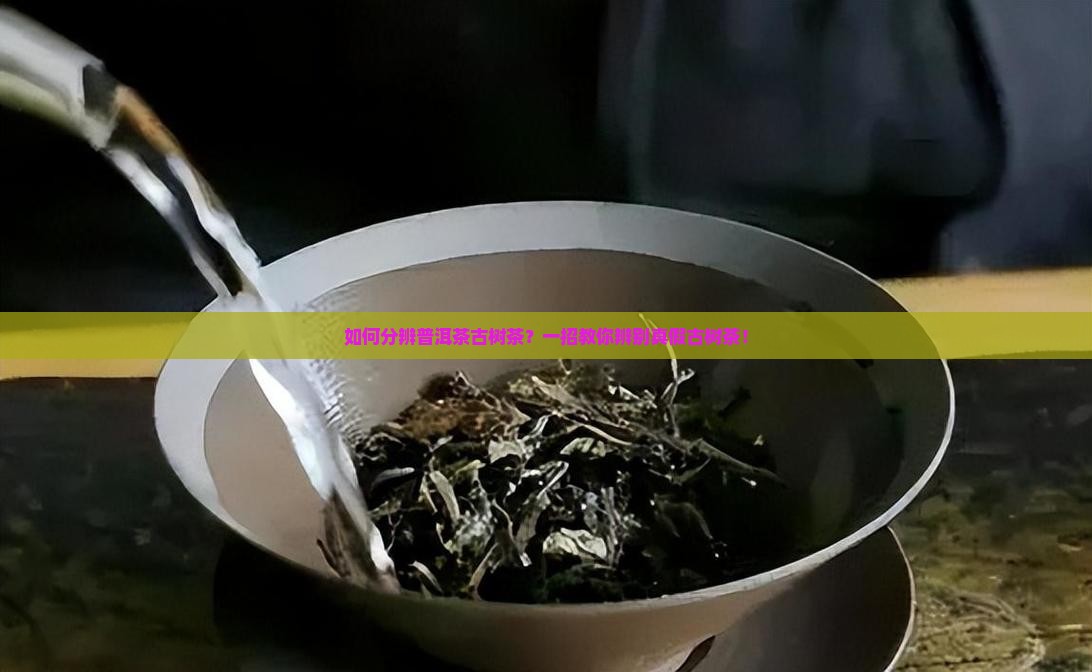 如何分辨普洱茶古树茶