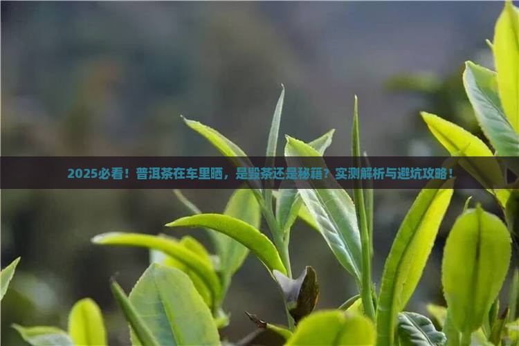 普洱茶在车里晒好吗