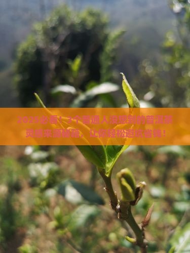 创作普洱茶的灵感来源于