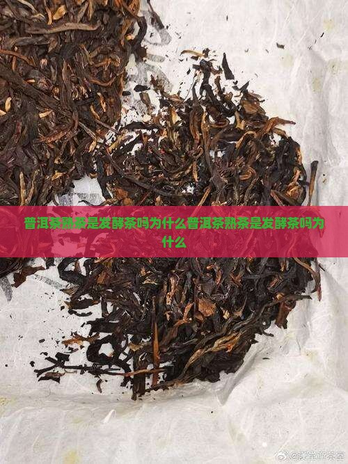 普洱茶熟茶是发酵茶吗为什么