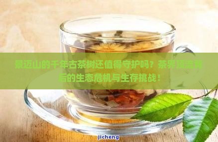 景迈山的千年古茶树