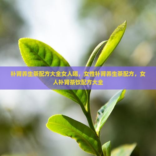 补肾养生茶配方大全女人