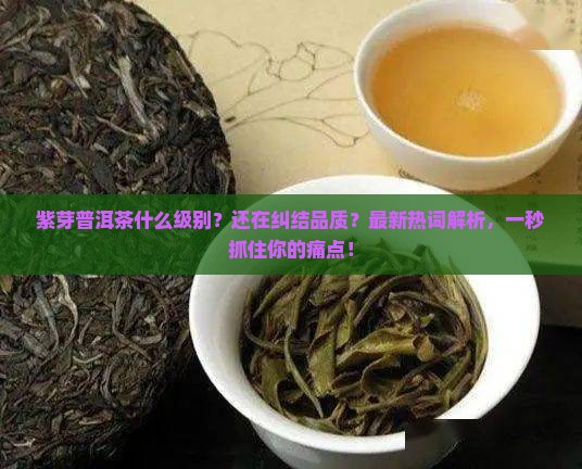 紫芽普洱茶什么级别