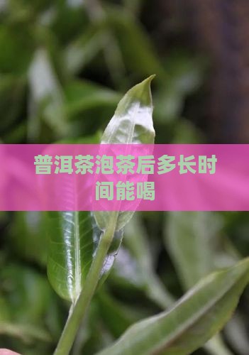 普洱茶泡茶后多长时间能喝