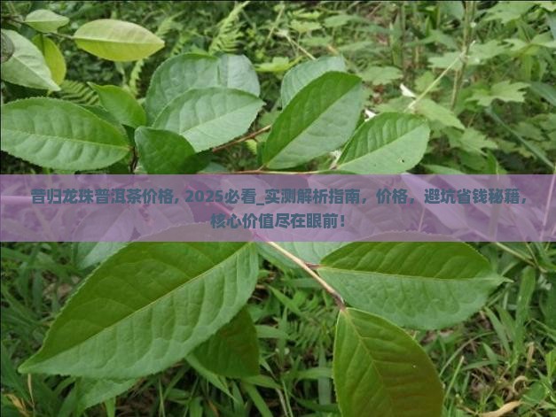 昔归龙珠普洱茶价格