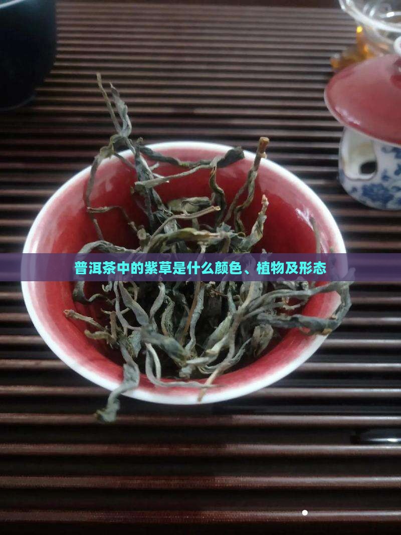 普洱茶中的紫草是什么