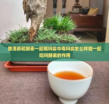 普洱茶和酵素一起喝吗
