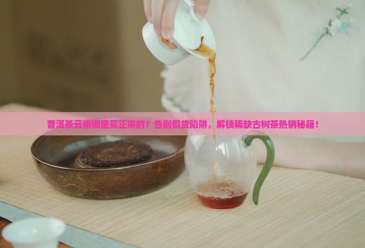 普洱茶云南哪里买正宗的