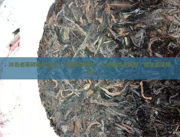 冰岛老寨树茶怎么样
