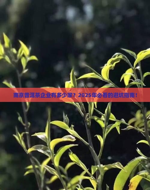 南京知名普洱茶企业有多少家