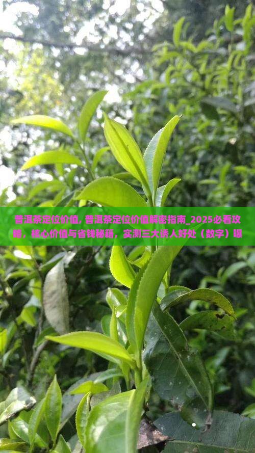普洱茶定位价值