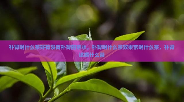 补肾喝什么茶好有没有补肾的茶水