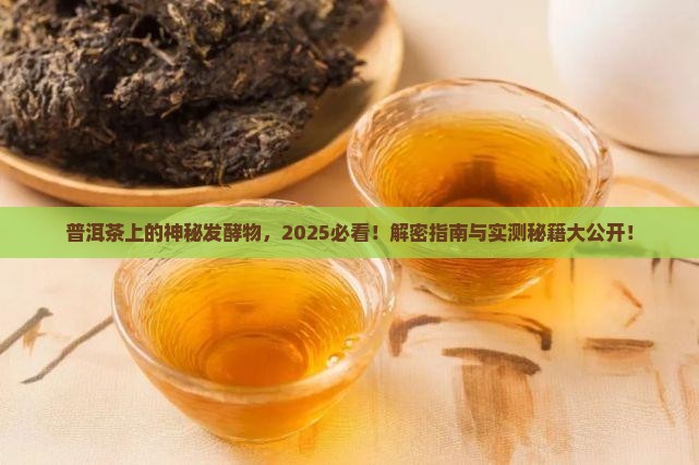 普洱茶上的发酵物是什么