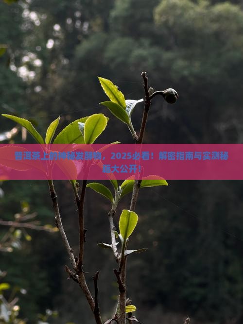 普洱茶上的发酵物是什么