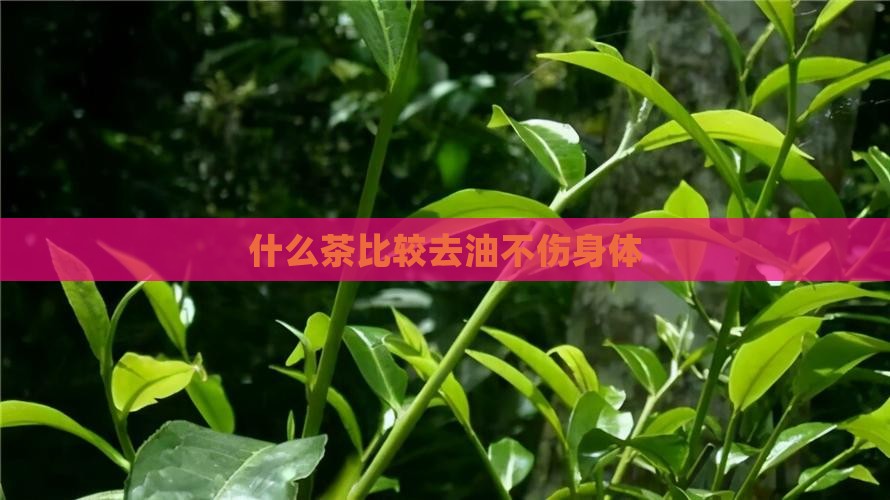 什么茶比较去油不伤身体
