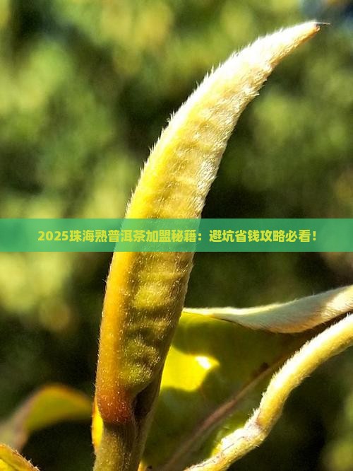 珠海熟普洱茶品牌加盟