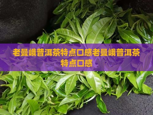老曼峨普洱茶特点口感