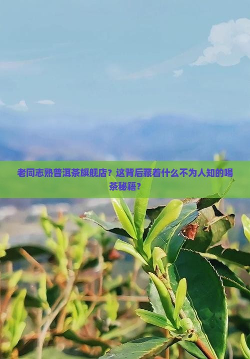 老同志熟普洱茶旗舰店