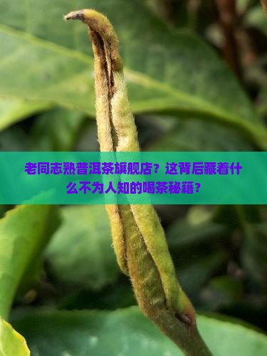 老同志熟普洱茶旗舰店