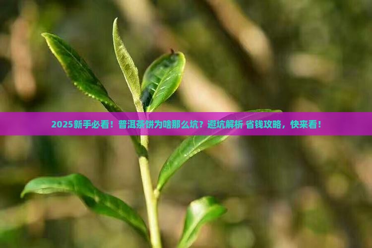 普洱茶饼为什么垃圾