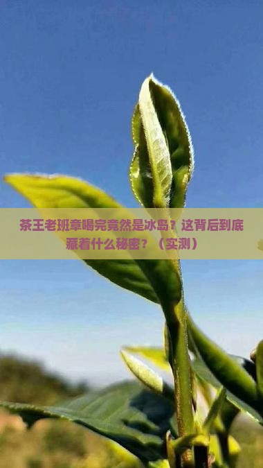 茶王老班章茶后冰岛