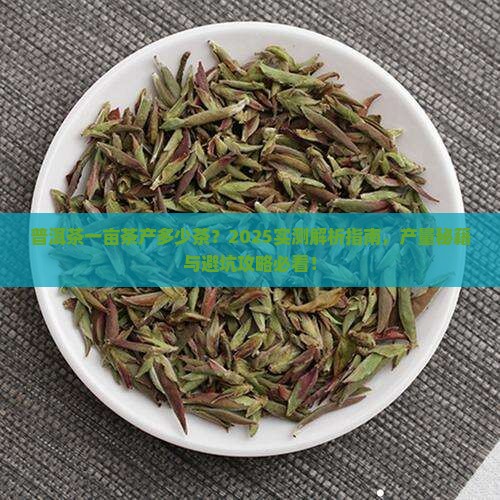 普洱茶一亩茶产多少茶
