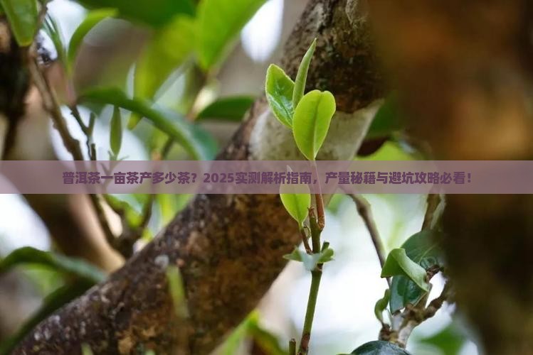 普洱茶一亩茶产多少茶
