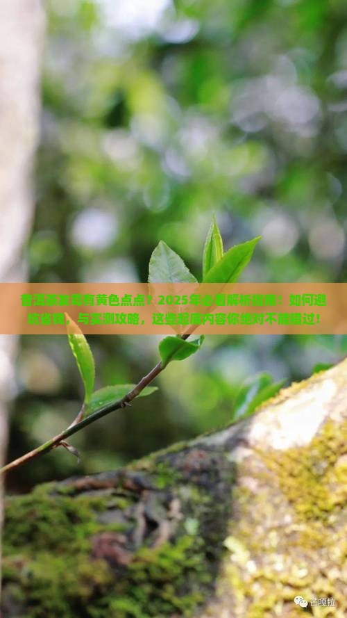 普洱茶发霉有黄色的点点