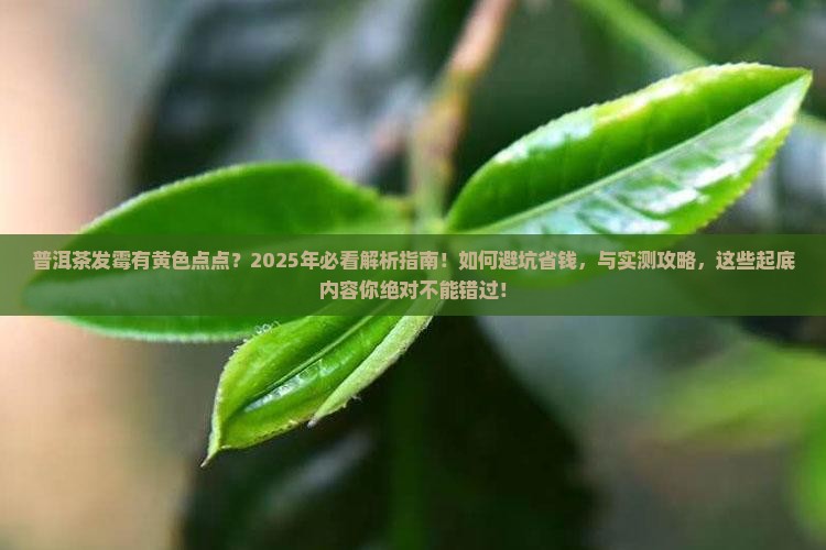 普洱茶发霉有黄色的点点