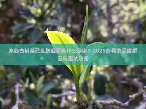 冰岛古树茶已亥