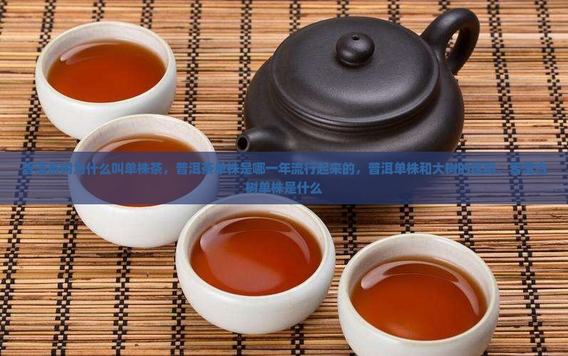 普洱茶树为什么叫单株茶 普洱茶树为什么叫单株茶