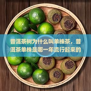 普洱茶树为什么叫单株茶 普洱茶树为什么叫单株茶