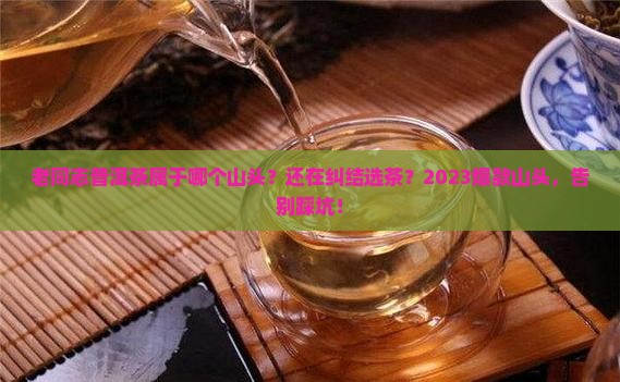 老同志普洱茶属于哪个山头